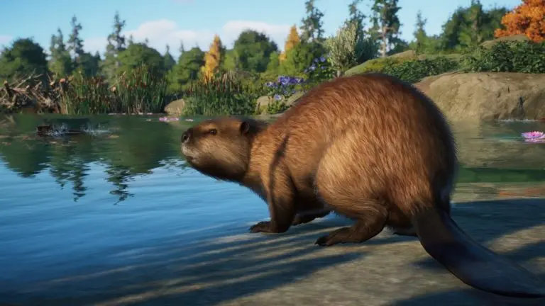 Planet Zoo gets beavers, moose, and more in next month’s North America Animal Pack DLC • Eurogamer.net