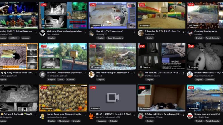 Twitch has added a category for livestreams of animals